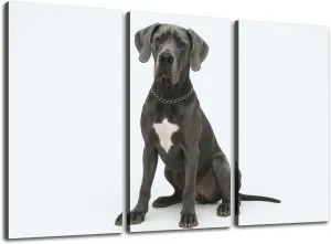 Large Canvas Wall Art 3 Pcs Studio shot an adorable Great Dane dog Canvas Art Prints Pictures Framed Artwork Poster Wall Decor for Living Room Bedroom 32x48 In