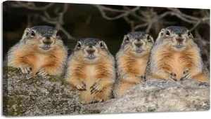Large Canvas Wall Art Alpine Marmot marmota marmota Adults standing Rocks Alps South East Canvas Art Prints Pictures Wall Decor Living Room Wall Paintings for Bedroom Bathroom 30'' x 60''