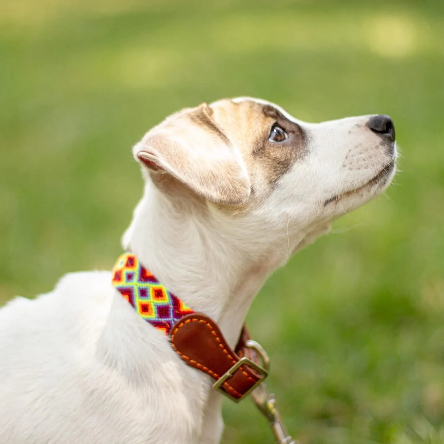 Moots Root Handmade Pet Collar, Nylon and Leather, Adjustable for Small Dogs, Reinforced Steel Buckle, Colorful and Durable Design, Comfortable and Easy to Clean.
