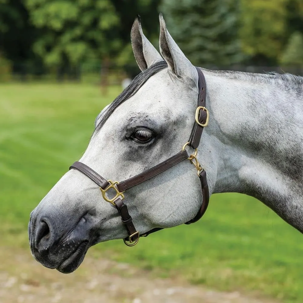 Schneiders Premier Fort Worth 3/4 Leather Halter for Horses | Designed for Refined Heads | Softer Buffalo Leather | Solid Brass Hardware | Customizable Fit | Clean Look