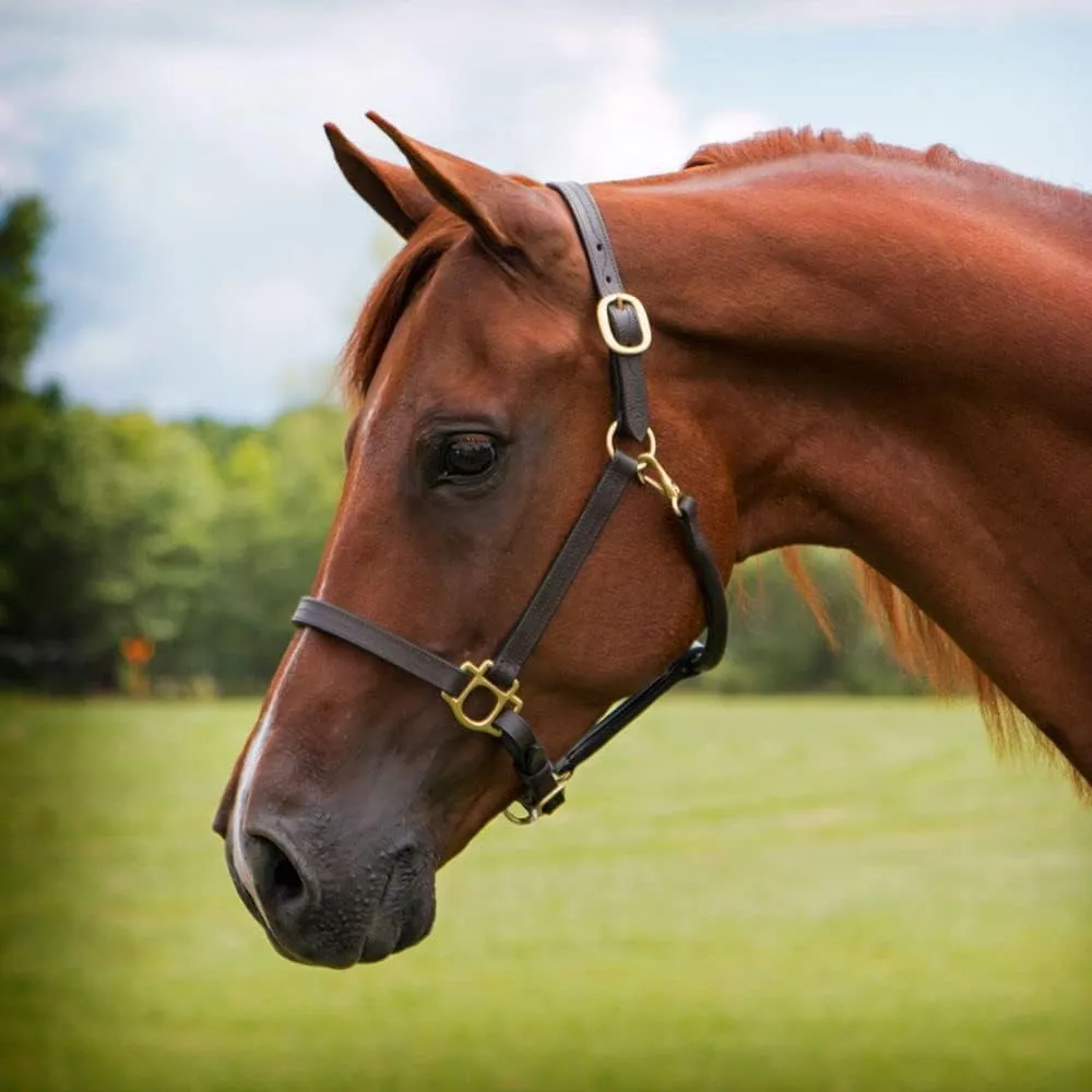 Schneiders Premier Fort Worth 3/4 Leather Halter for Horses | Designed for Refined Heads | Softer Buffalo Leather | Solid Brass Hardware | Customizable Fit | Clean Look